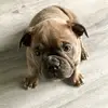 Vicky Bateman - @lifeofdougie - TikTok