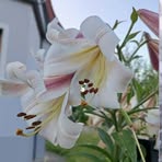 Victoria Baumgartner - Facebook