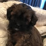 Vicky Beck - @baby_belle_shihpoo - Instagram