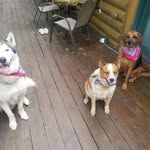 Vicky Behrendt - @rio1meeko2 - Instagram