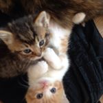Vicky Bentley - @stimo70 - Instagram