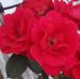 Vicky Berger - Facebook