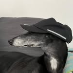vicky blackburn - @drewthegreyhound - Instagram
