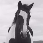 Vicki Blanchard - @denver1horse - Instagram
