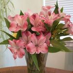 Vicky Blanchard Husmann - @vblankenstein - Instagram
