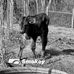 Vicky Blankenship - Facebook