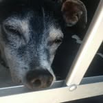 Vicky block - @melli_the_dog10 - Instagram