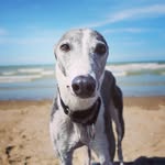 Vicky Blue - @vicky_the_travelling_greyhound - Instagram