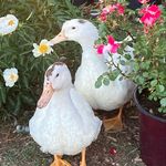 Vicky boivin - @histoires.de.canard - Instagram