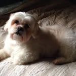 Vicki Boyce - @vicb104 - Instagram