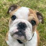 VIC ENGLISH BULLDOG 🇬🇧🐶🦄 - @vicky_english_bull - Instagram