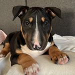 Vicky 🐶🇫🇷 - @vicky_la_bull - Instagram