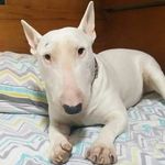 Vicky a bull terrier - @vicky_abullterrier - Instagram