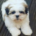vicky bullock - @adventures__of__coco - Instagram