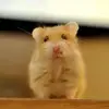 Hamster 1 - @vickycarlson20034 - TikTok