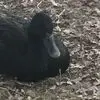 Vicky Nicole Chamberlain - @vicky.nicole.cham - TikTok