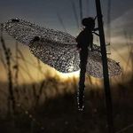 Vicky Lynn Maiden Chandler - @maidenchandler - Instagram