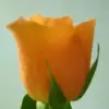 Vicki Cobb - @vicki.cobb26 - TikTok