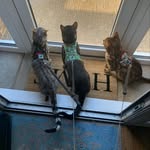Vicky Cooney - @bengalsromulus - Instagram