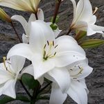 Vicky Cooper - @vicky.cooper.146 - Instagram