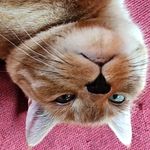 Vicki Booser-Coughlin - @booserrogers - Instagram