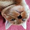 Vicki Booser-Coughlin - @vicki.boosercough - TikTok