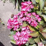 Vicky Coulson - Facebook