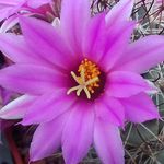 Vicky Davies - @cvcacti - Instagram