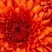 Vicky Dew - Facebook