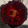 VickyDinh88 - @vickydinh88 - TikTok