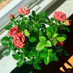 Vicki Dinsmore - @vickidins - Instagram