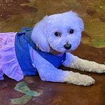 Vicky Duong - @vicky_my_maltipoo_daisy88 - Instagram