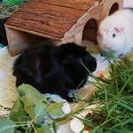 Vicky&Engel - @kraus0771 - Instagram