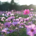 Vicky Flowers - @vicky.flowers.351 - Instagram