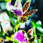 Vicky House Of Flowers - @vicky_houseofflowertz - Instagram