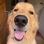 Simone Gotardi - @vickygoldendog - Instagram