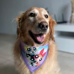 Vicky |  pet creator 🎬 - @vicky.goldenretriever - Instagram