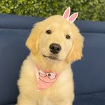 Vicky | Golden Retriever 🐕 - @vickyagolden - Instagram