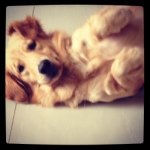 Vicky_goldenretriever - @vicky_golden - Instagram