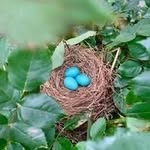 Vickie Thomas Grindle - @vickievarmint60 - Instagram