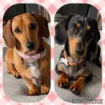 Vicki Groves - @life_with_weens - Instagram