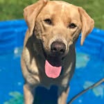 Vicky Harding Cooper - @vickyhardingcooper - Instagram