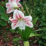 Vicky Hester - @gardenlady42012 - Instagram