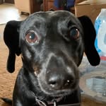 Vicki Farkas Hinson - @dasterlyduck - Instagram