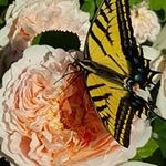 Vicki Hobson - @vicki.hobson.73 - Instagram