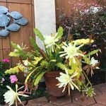 Vicky Holly - @wicker48 - Instagram