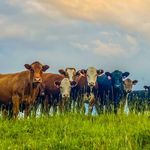 Vicky Horn - @tangleridgeranch - Instagram