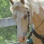 Vicky Houston Hill - @knottyhillsfarm - Instagram