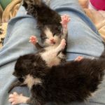Vicky Hudson-Smales - @fosterkitsandmadmogs - Instagram