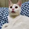 尾鰭 - @vicky.hung - TikTok